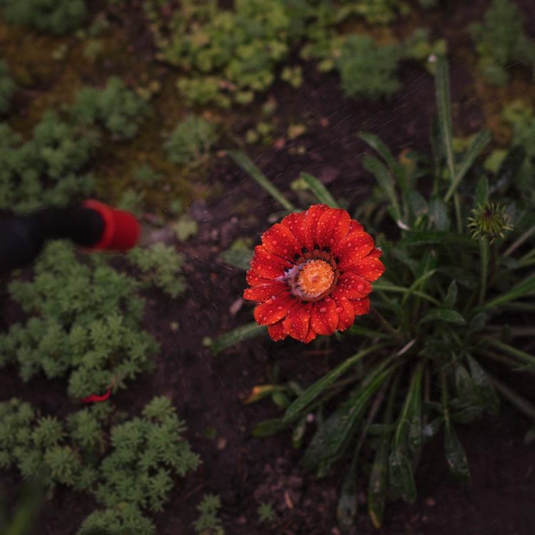 Опрыскиватель пневматический 8л FLORA (5003234) - 8