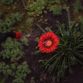 Опрыскиватель пневматический 8л FLORA (5003234) - 8
