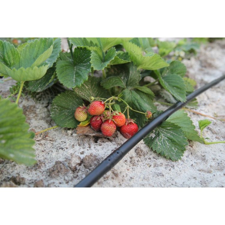 Крапельна трубка багаторічна Argo Drip з крапельницями через 20 см, довжина 200 м з маркуванням метражу (ARD-20-200) - 10