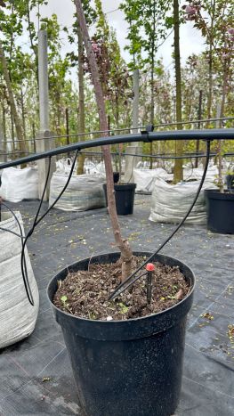 Капельница садовая Presto-PS регулируемая 0-80 л/ч на стойке, в упаковке - 50 шт. (AS-M69) - 5