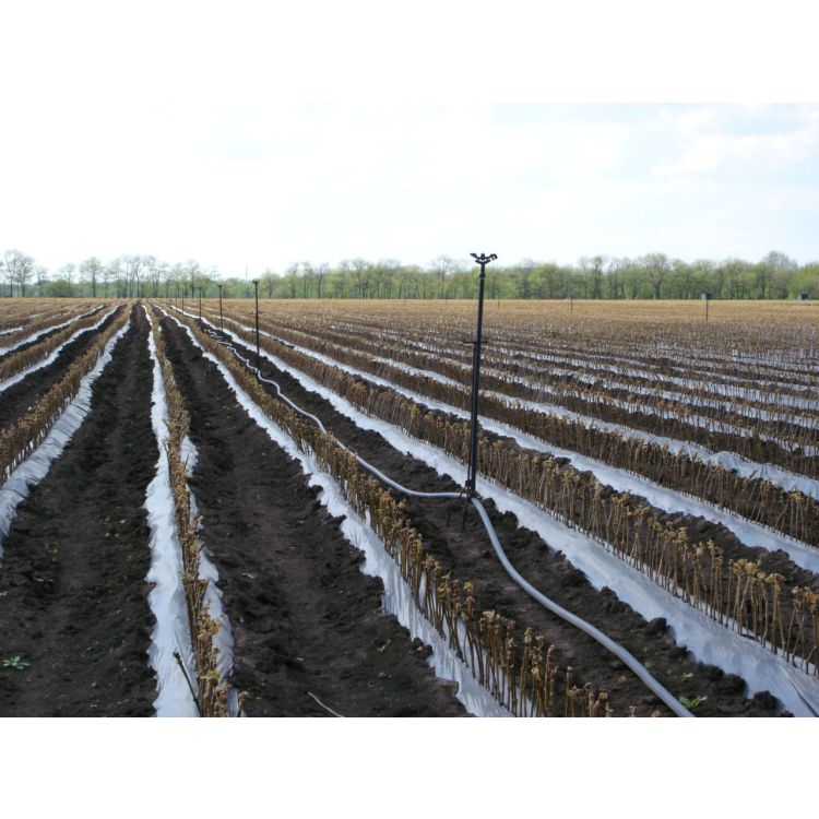 Дождеватель Presto-PS ороситель импульсный для газона металлический (8105D) - 10