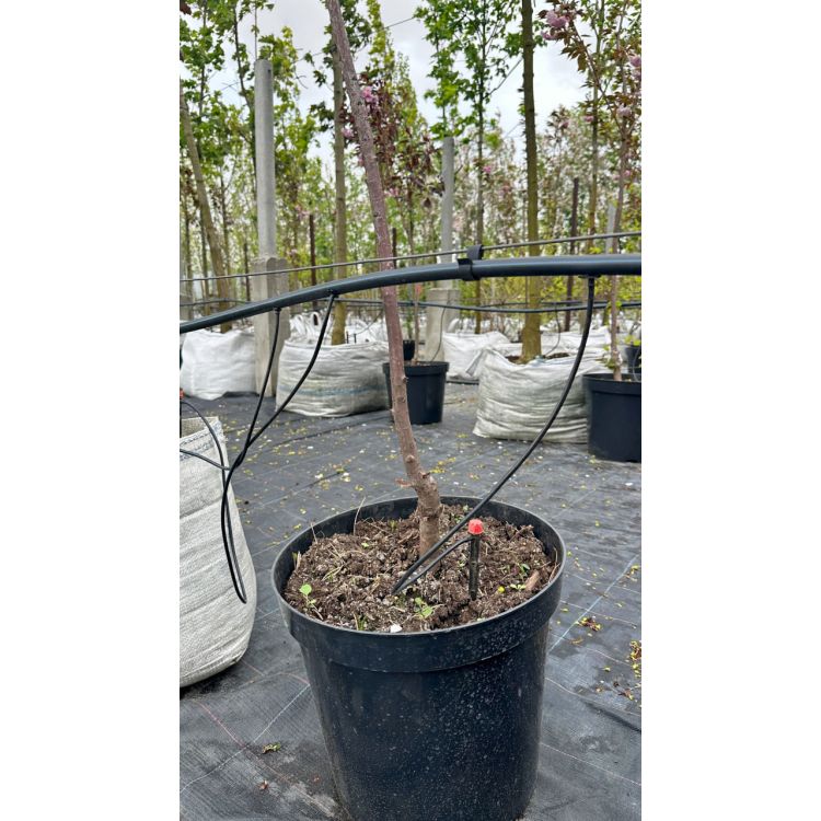 Кольцо подвесное Presto-PS крючок для трубки 16 мм, в упаковке (HC-0116) (минимальное количество для заказа от 100 шт) - 4