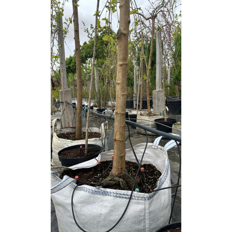 Капельная трубка слепая Presto-PS диаметр 16 мм, длина 150 м (TSH150-16) - 13