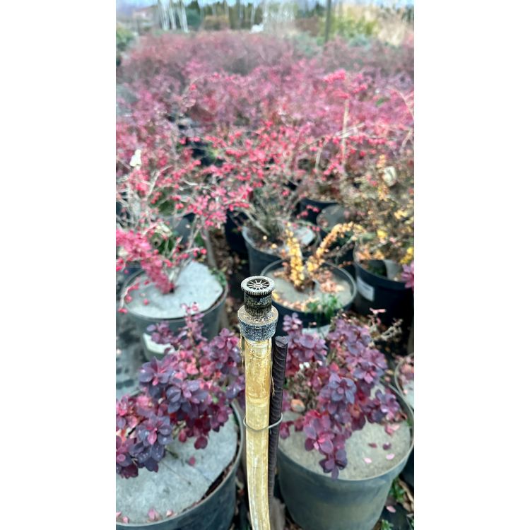 Перехідник різьбовий для підключення форсунок Presto-PS з внутрішнім різьбленням 1/2 дюйма (SS-045) - 6