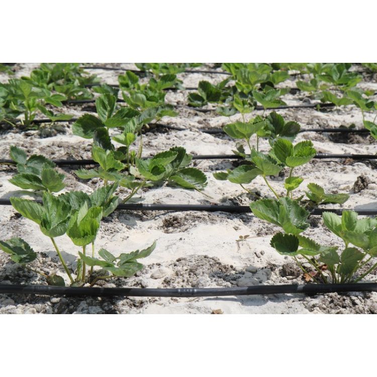 Крапельна трубка багаторічна Argo Drip з крапельницями через 20 см, довжина 200 м з маркуванням метражу (ARD-20-200) - 11