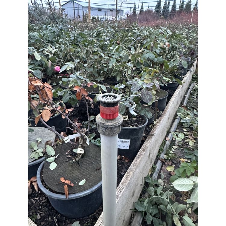 Перехідник різьбовий для підключення форсунок Presto-PS з внутрішнім різьбленням 1/2 дюйма (SS-045) - 3