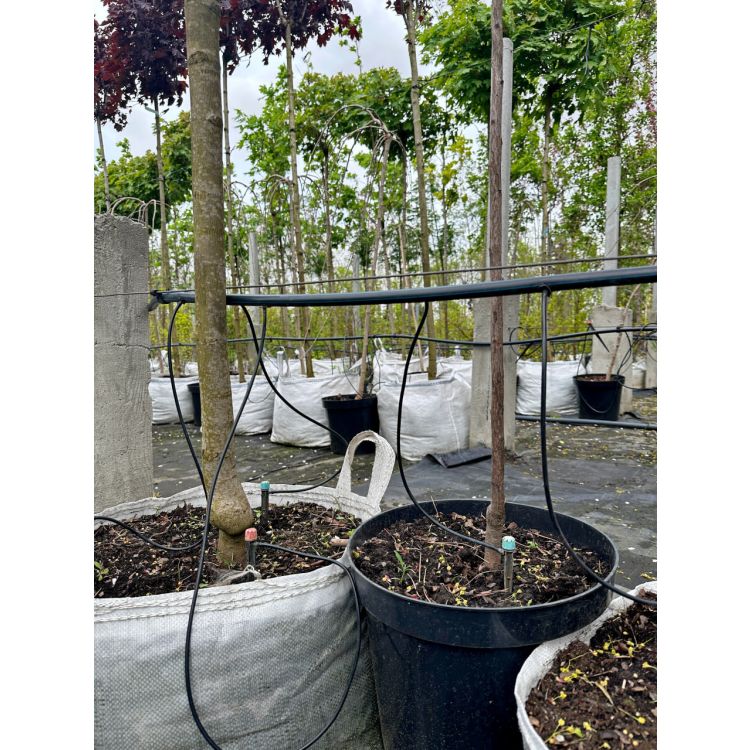 Капельная трубка слепая Presto-PS диаметр 16 мм, длина 150 м (TSH150-16) - 11