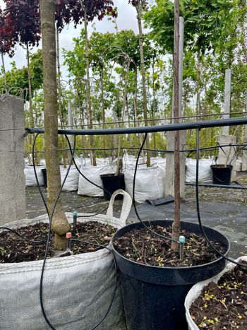 Капельница садовая Presto-PS регулируемая 0-80 л/ч на стойке, в упаковке - 10 шт. (7704) - 3